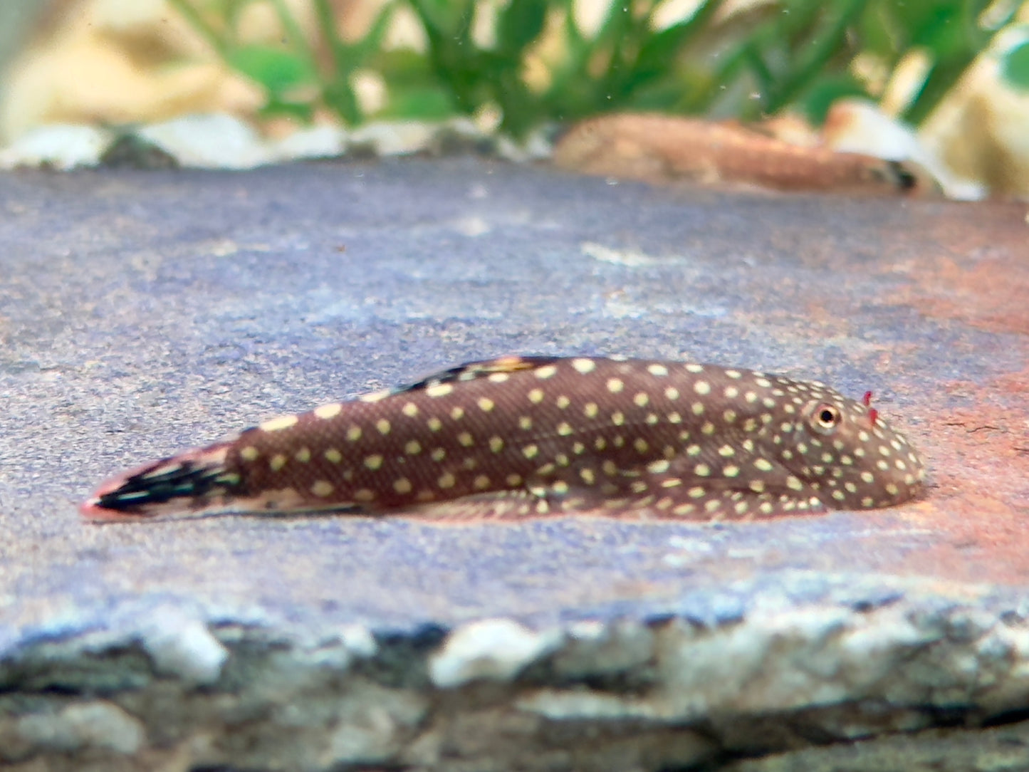 Blue Tail Flossensauger Gastromyzon sp.