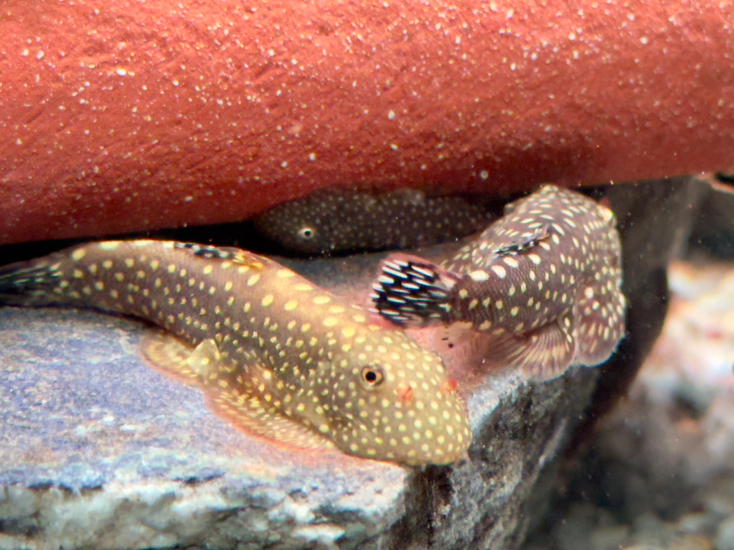 Blue Tail Flossensauger Gastromyzon sp.