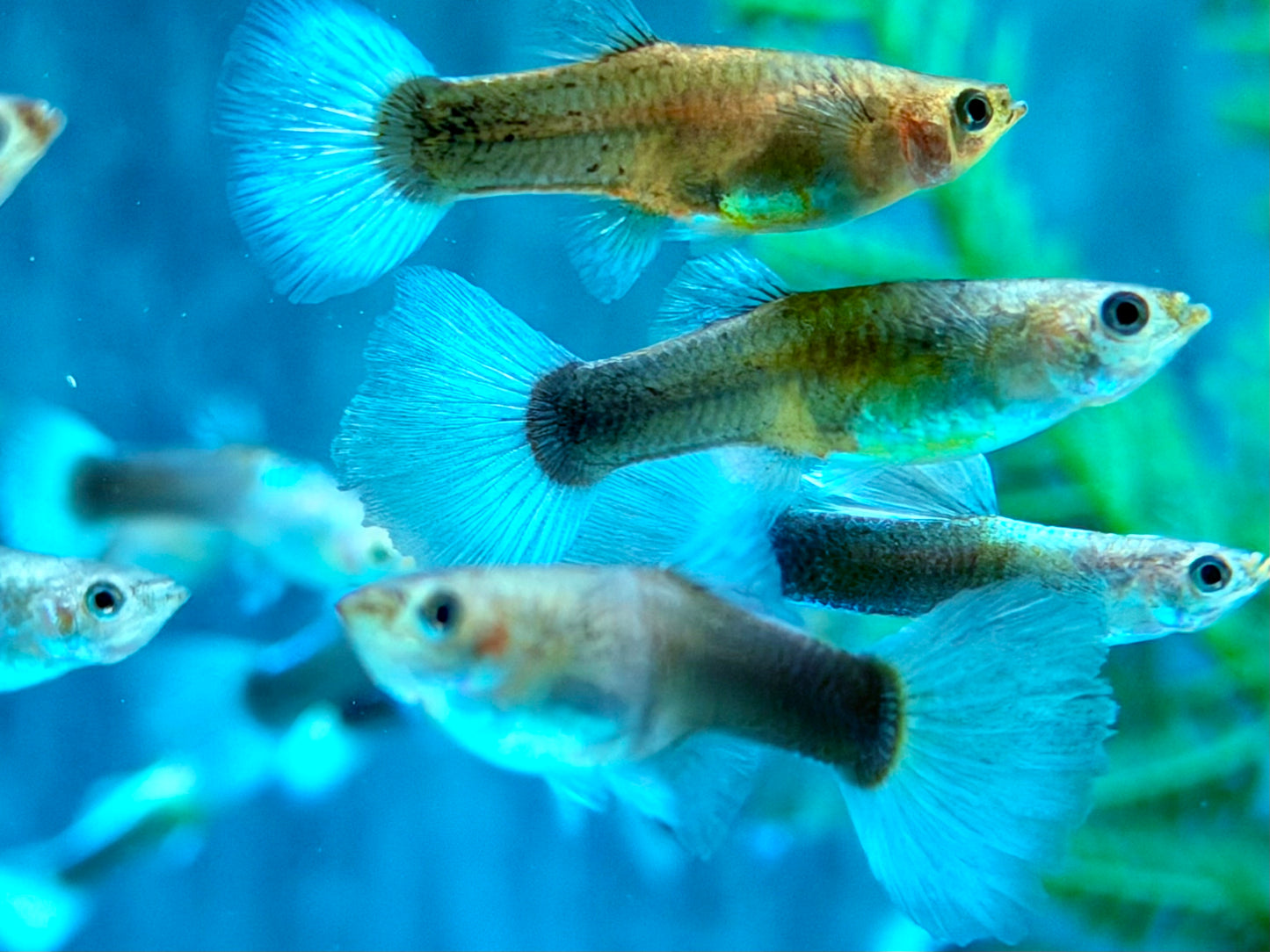 Blue White Tuxedo Guppy Poecilia reticulata Weibchen