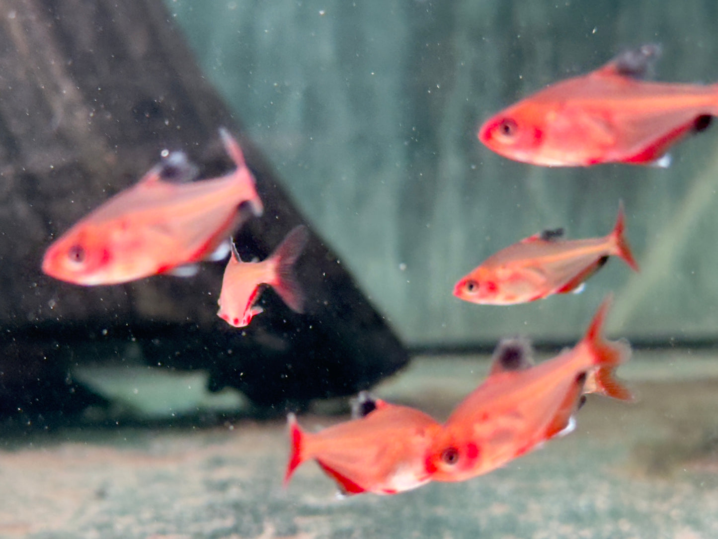 Blutsalmler Hyphessobrycon eques