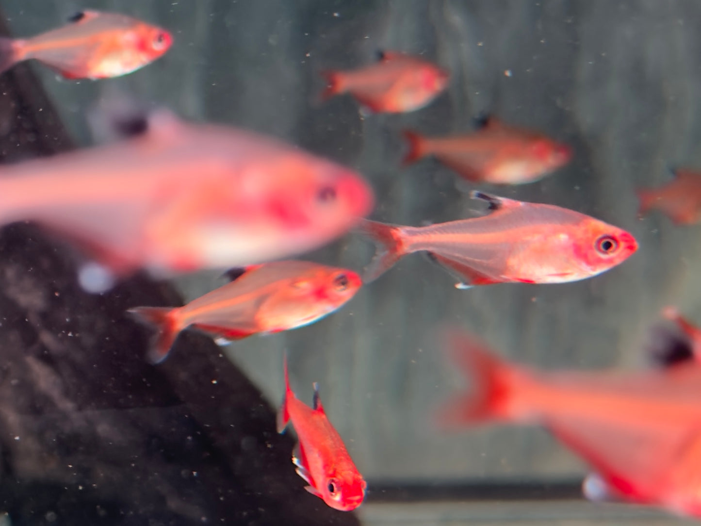 Blutsalmler Hyphessobrycon eques
