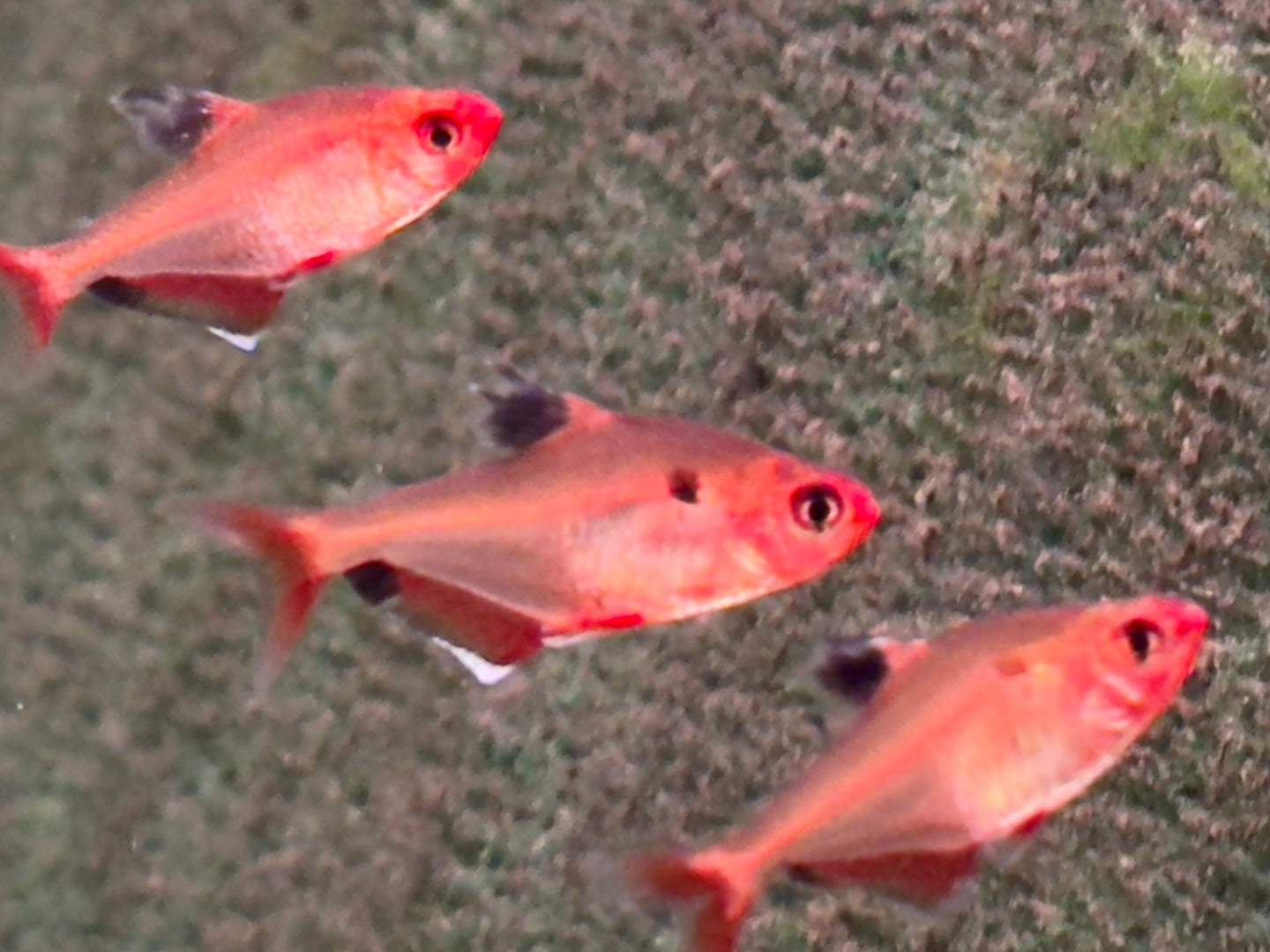 Blutsalmler Hyphessobrycon eques