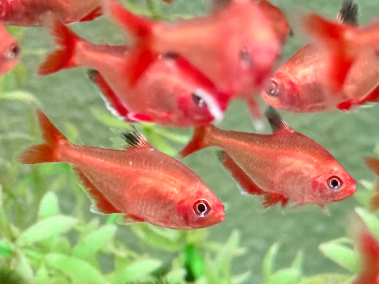 Blutsalmler super rot Hyphessobrycon eques