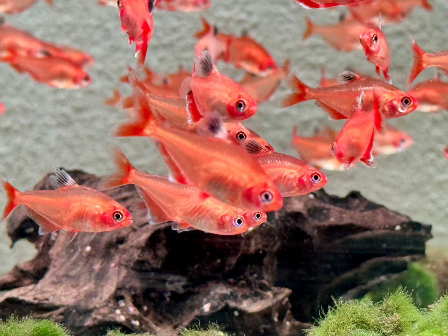 Blutsalmler super rot Hyphessobrycon eques