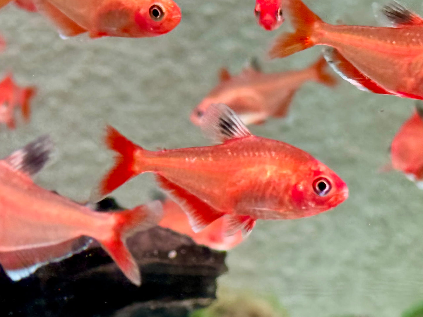 Blutsalmler super rot Hyphessobrycon eques