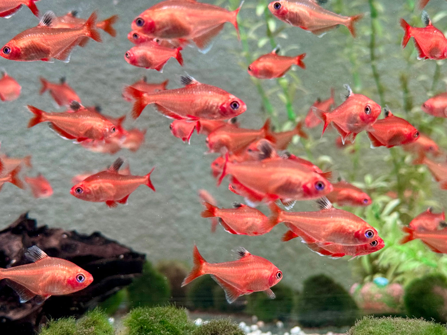 Blutsalmler super rot Hyphessobrycon eques