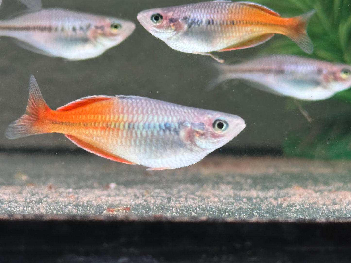 Boeseman's Regenbogenfisch Melanotaenia Boesemani
