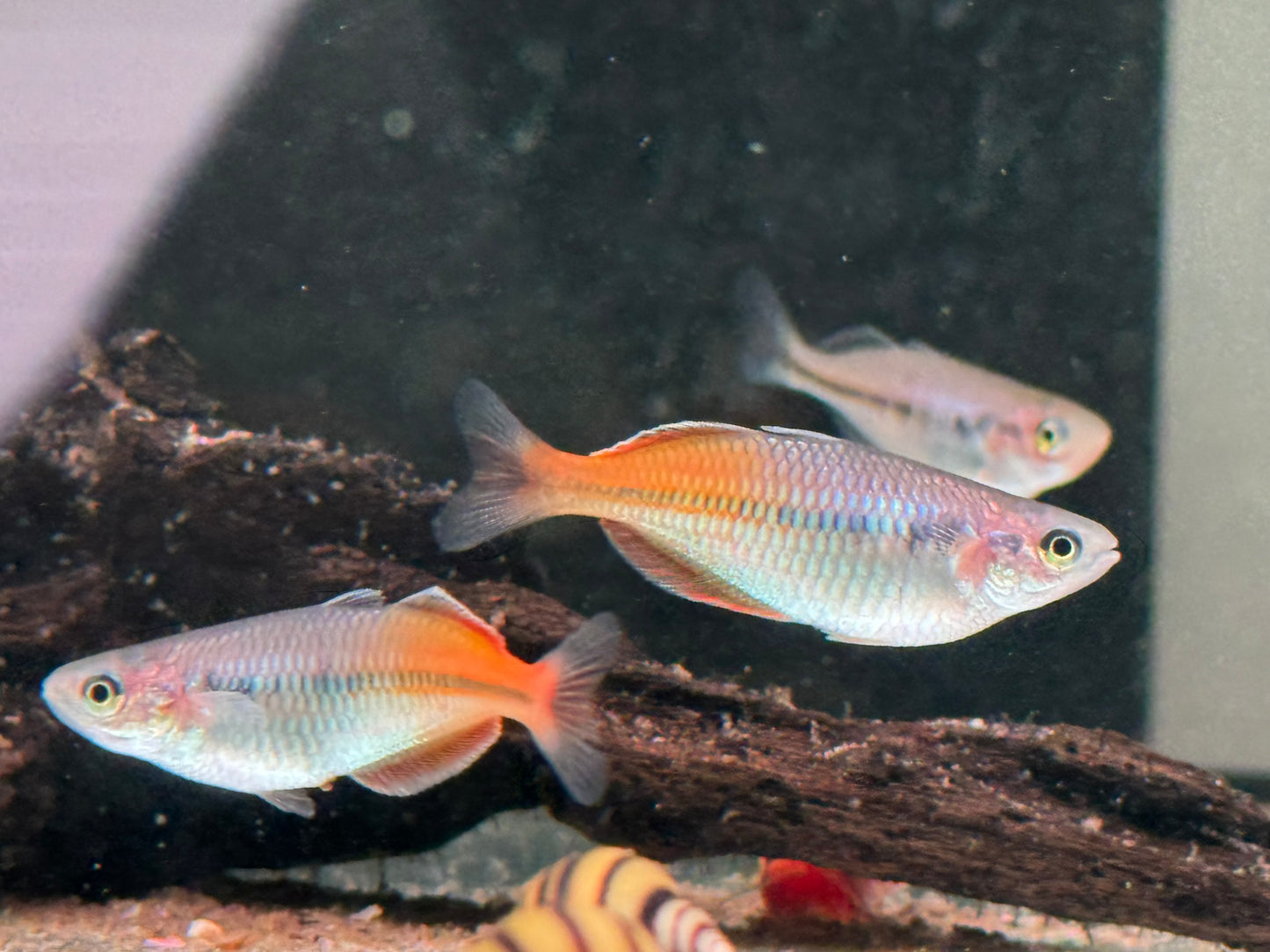 Boeseman's Regenbogenfisch Melanotaenia Boesemani