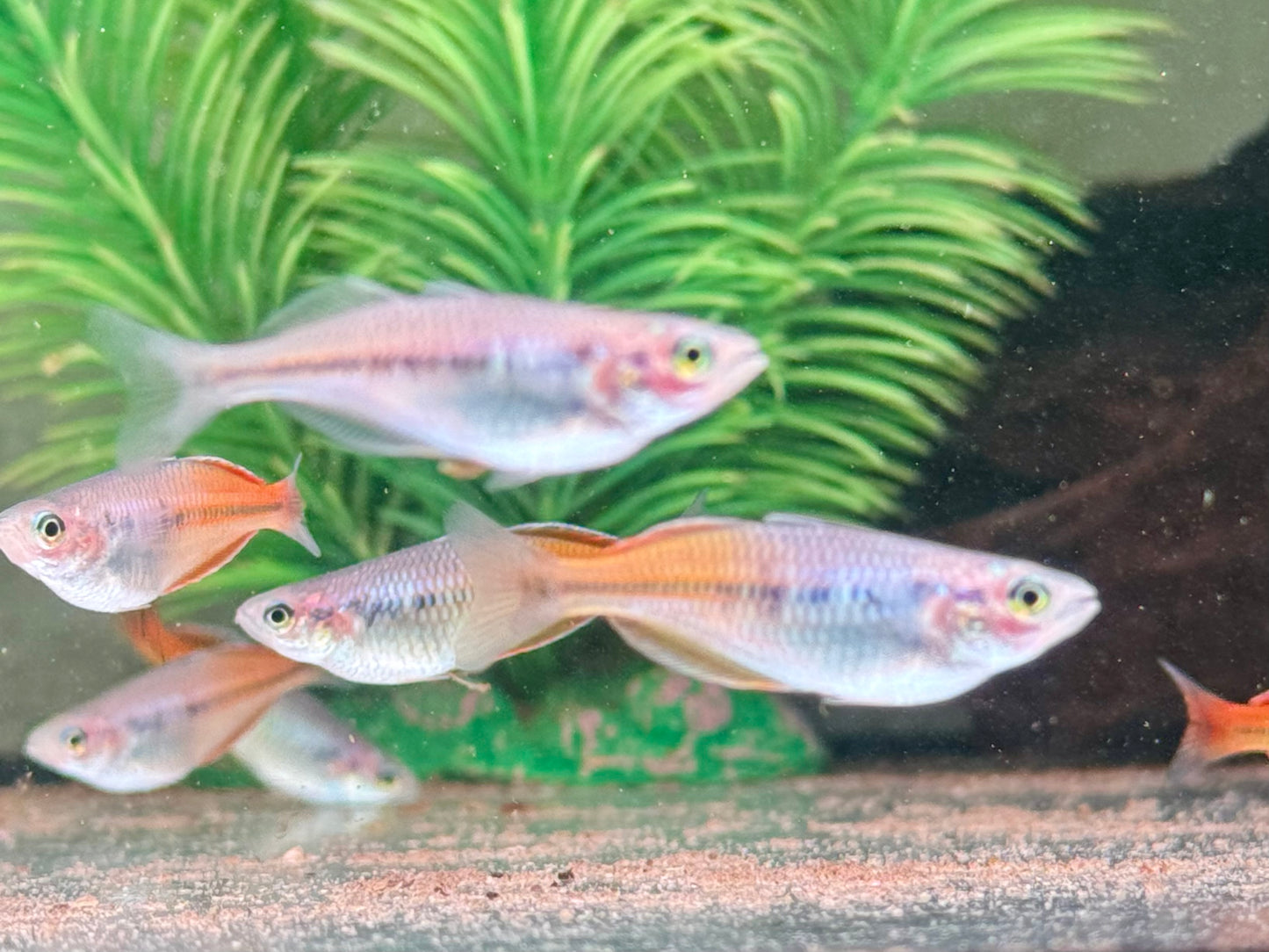 Boeseman's Regenbogenfisch Melanotaenia Boesemani