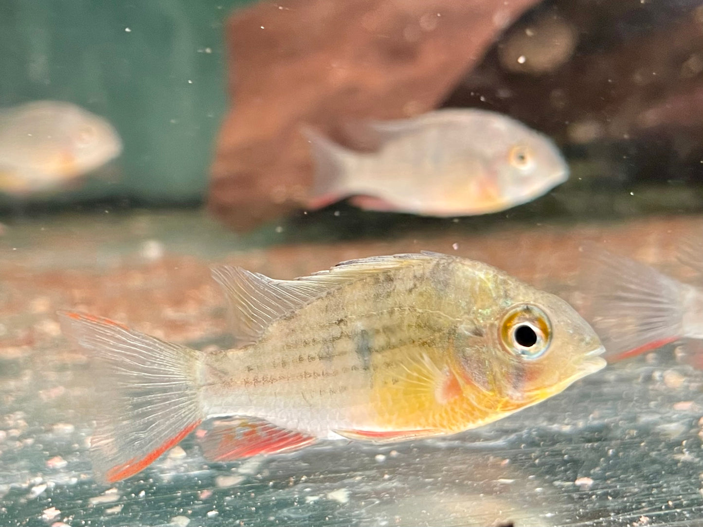Bolivianischer Schmetterlingsbuntbarsch Microgeophagus altispinosa