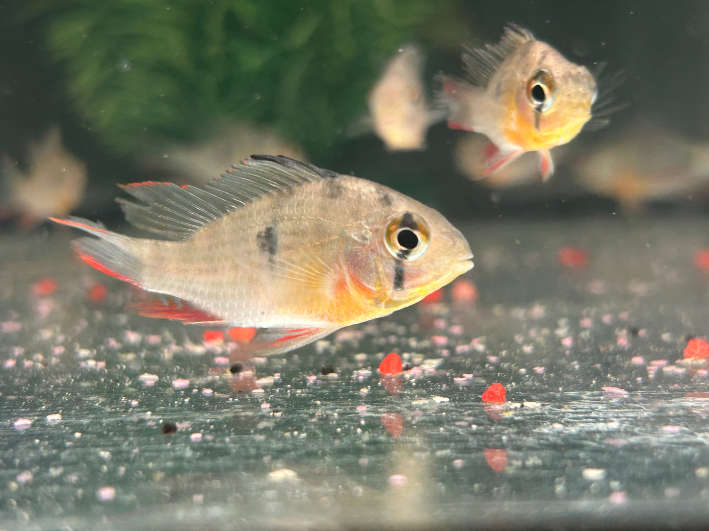 Bolivianischer Schmetterlingsbuntbarsch Microgeophagus altispinosa
