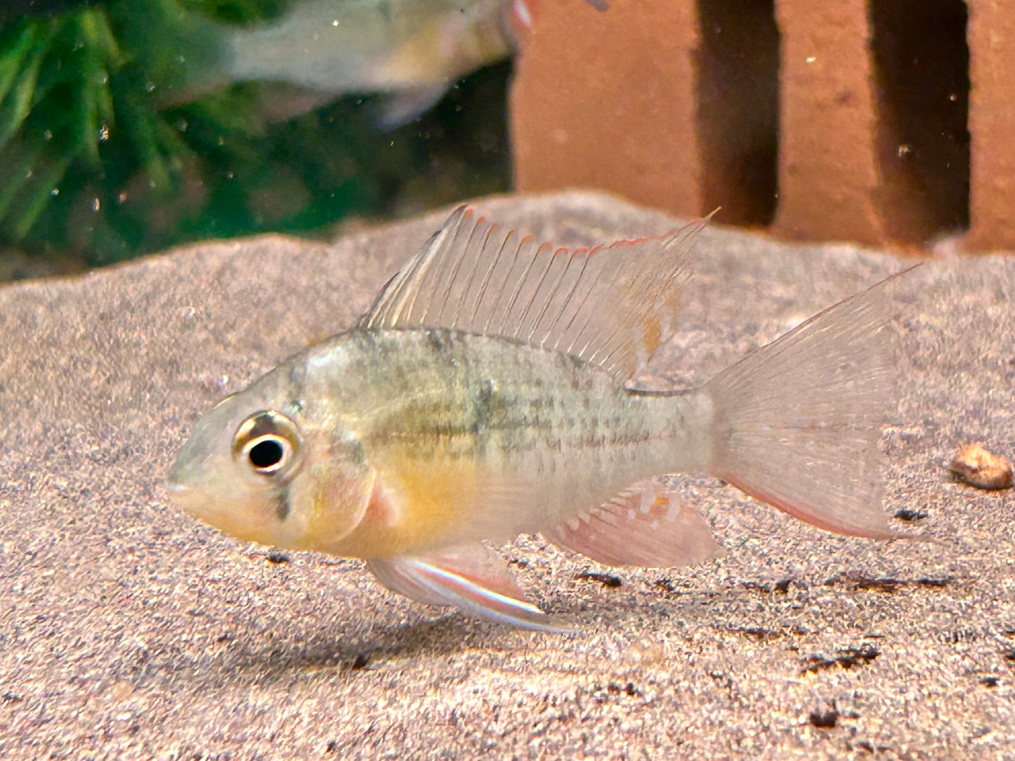 Bolivianischer Schmetterlingsbuntbarsch Microgeophagus altispinosa