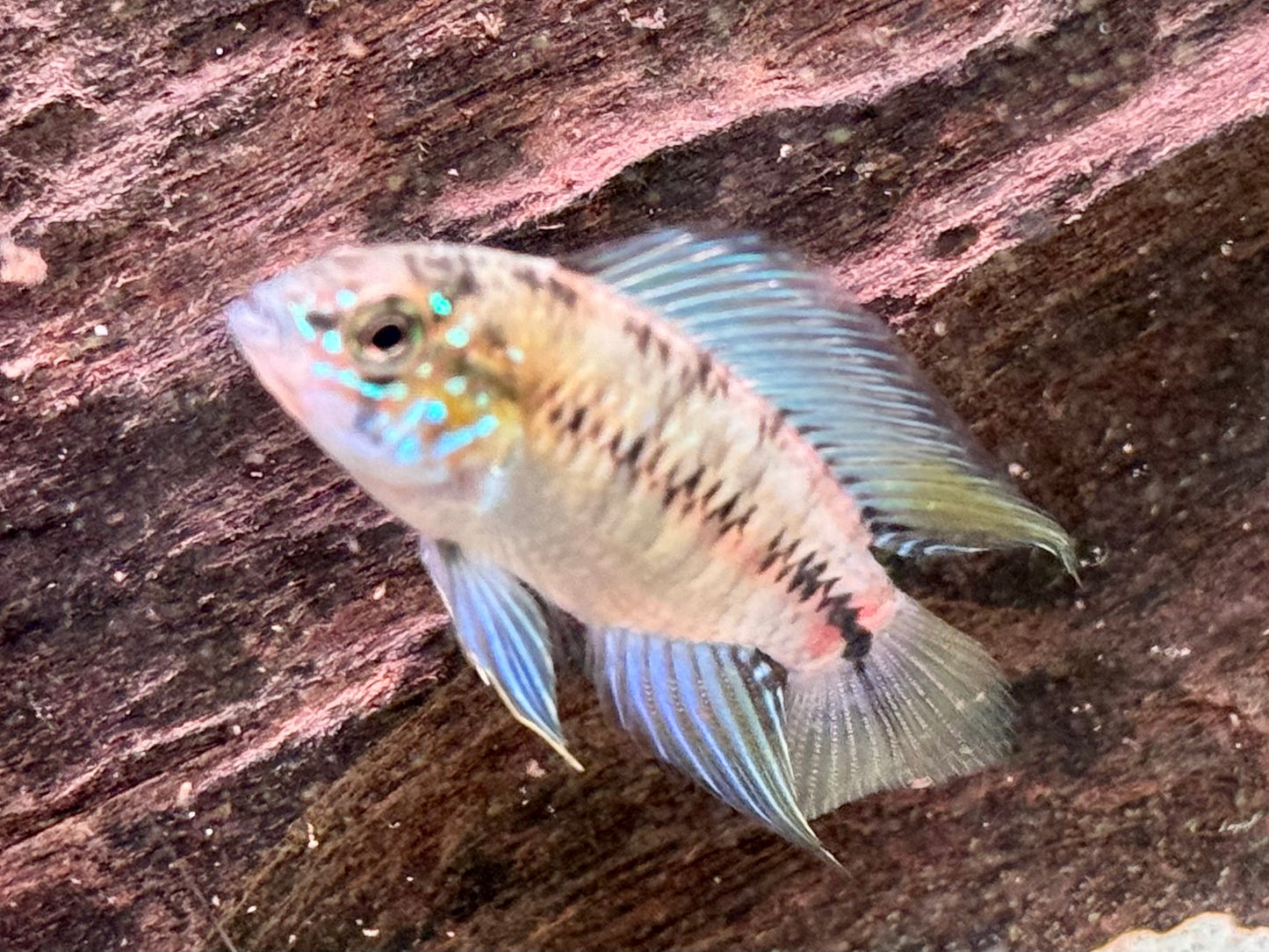 Borellis Zwergbuntbarsch opal Apistogramma borelli