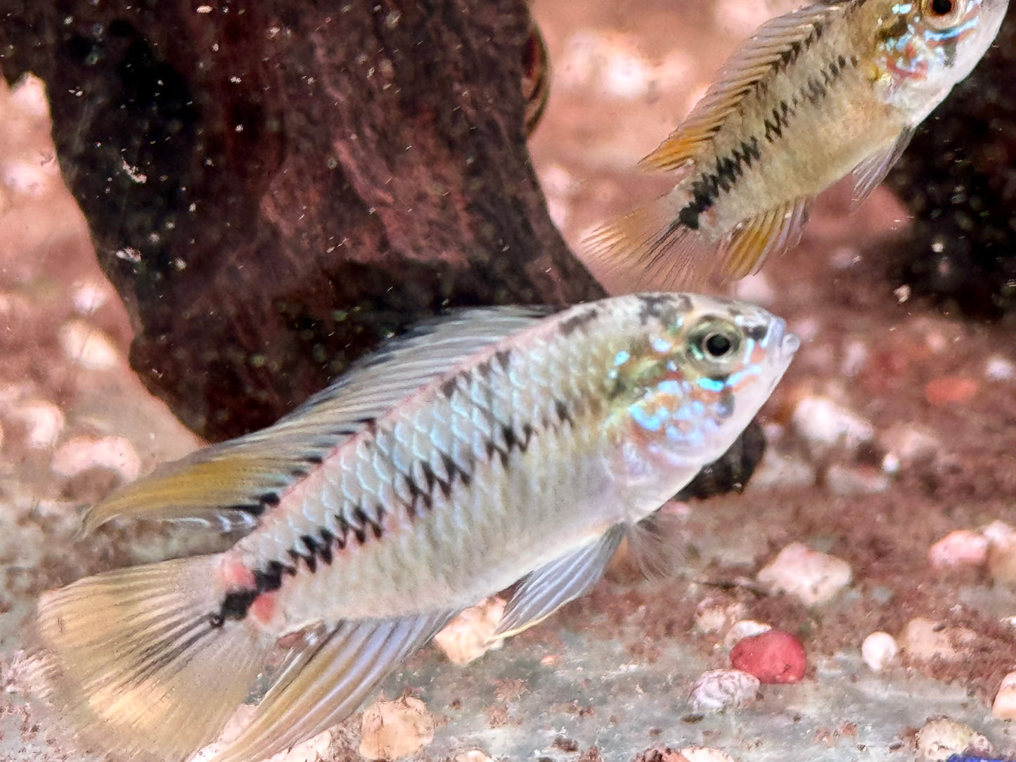 Borellis Zwergbuntbarsch opal Apistogramma borelli