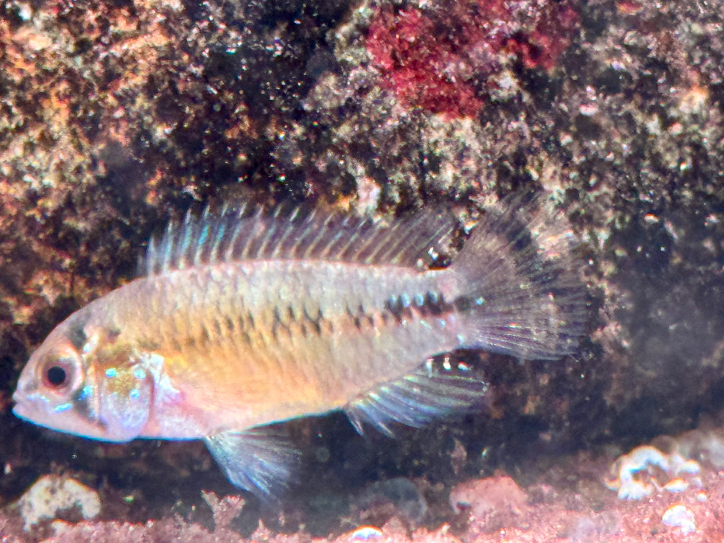 Borellis Zwergbuntbarsch opal Apistogramma borelli