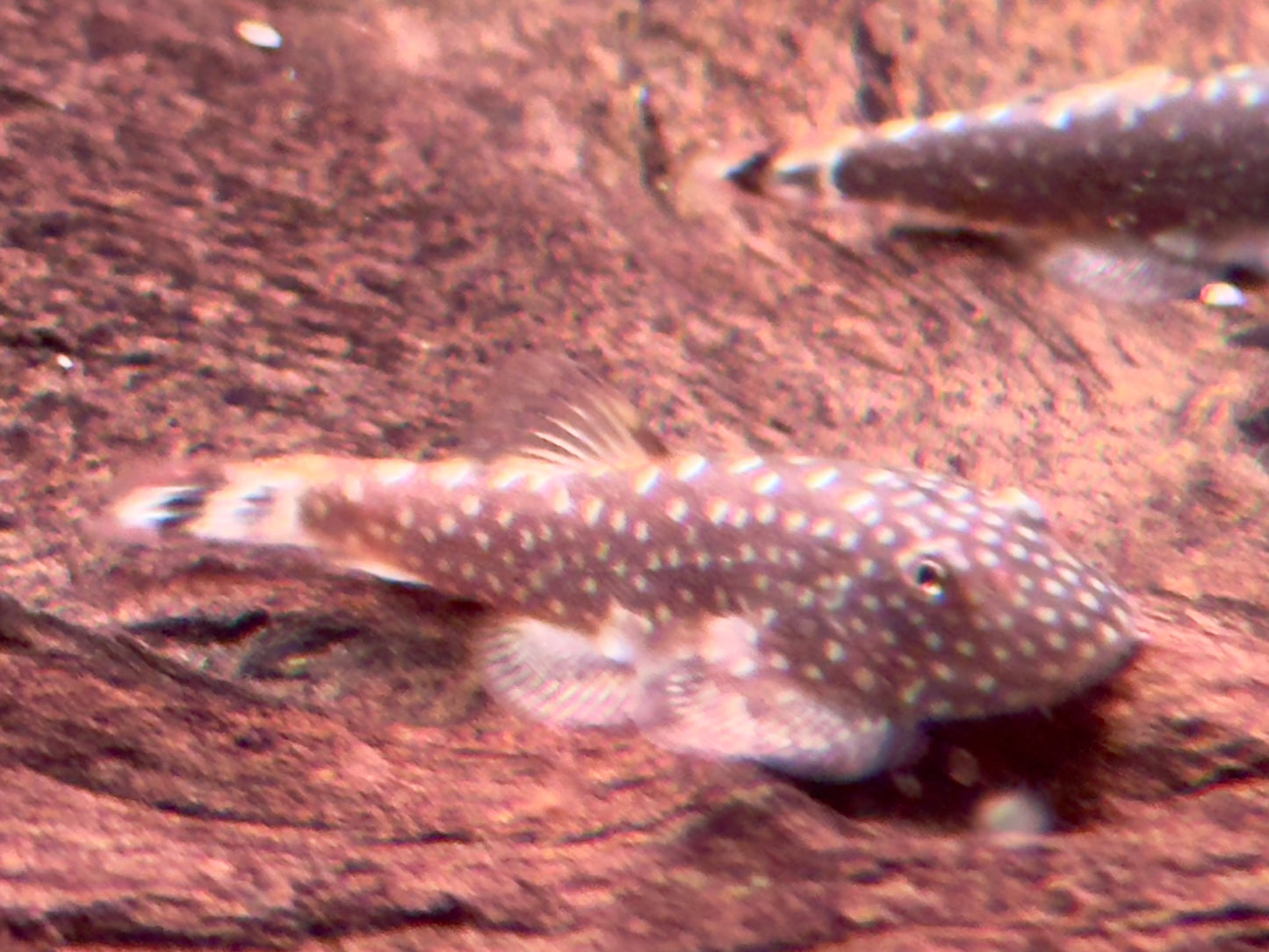 Borneo Flossensauger Gastromyzon Ctenocephalus