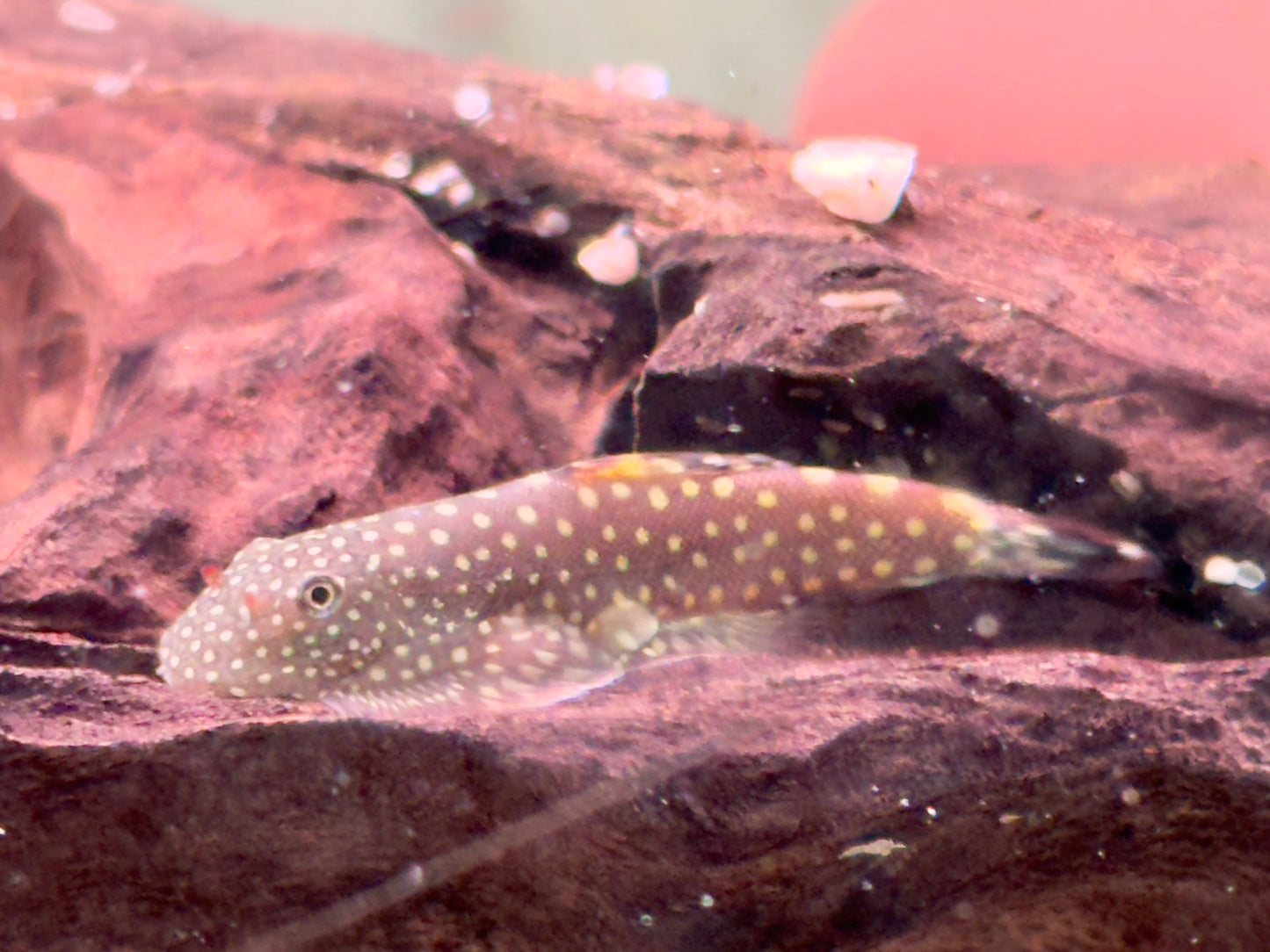 Borneo Flossensauger Gastromyzon Ctenocephalus