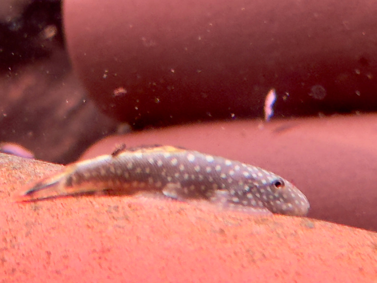 Borneo Flossensauger Gastromyzon Ctenocephalus