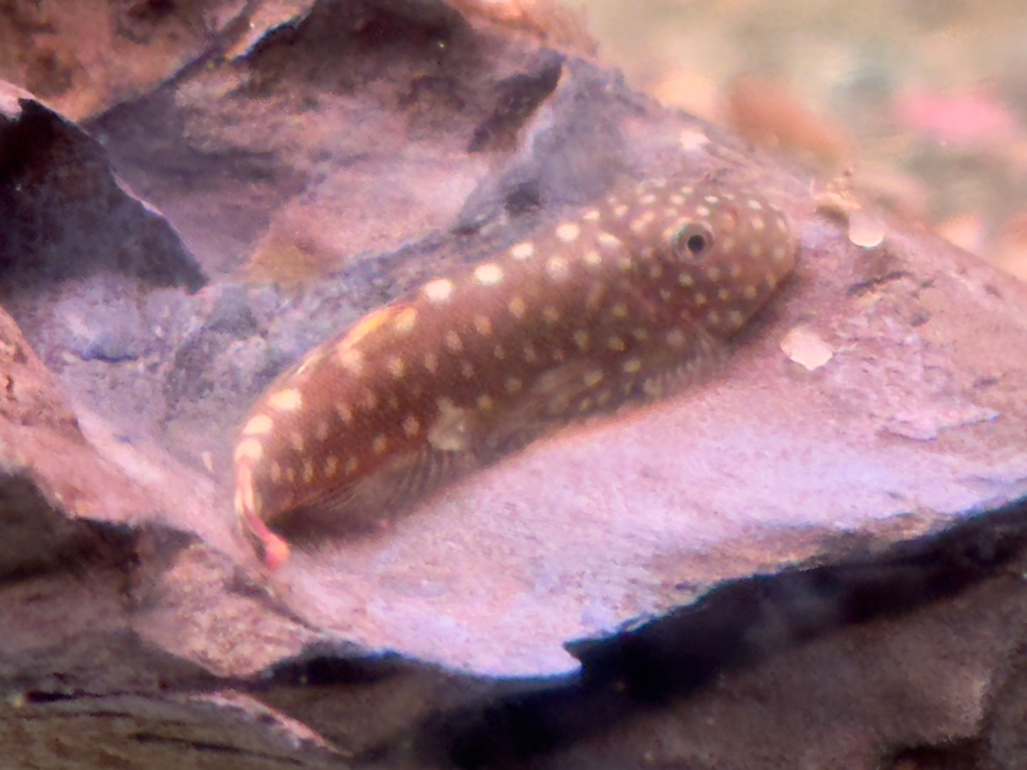 Borneo Flossensauger Gastromyzon Ctenocephalus