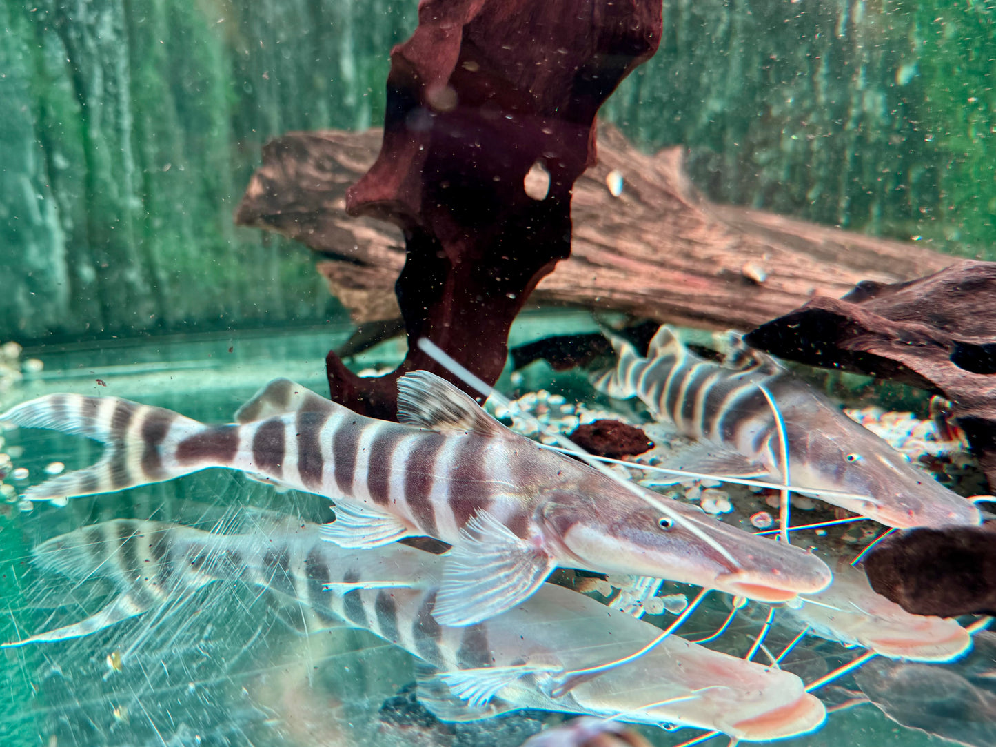 Brachyplatystoma I Merodontotus tigrinum 20-22 cm