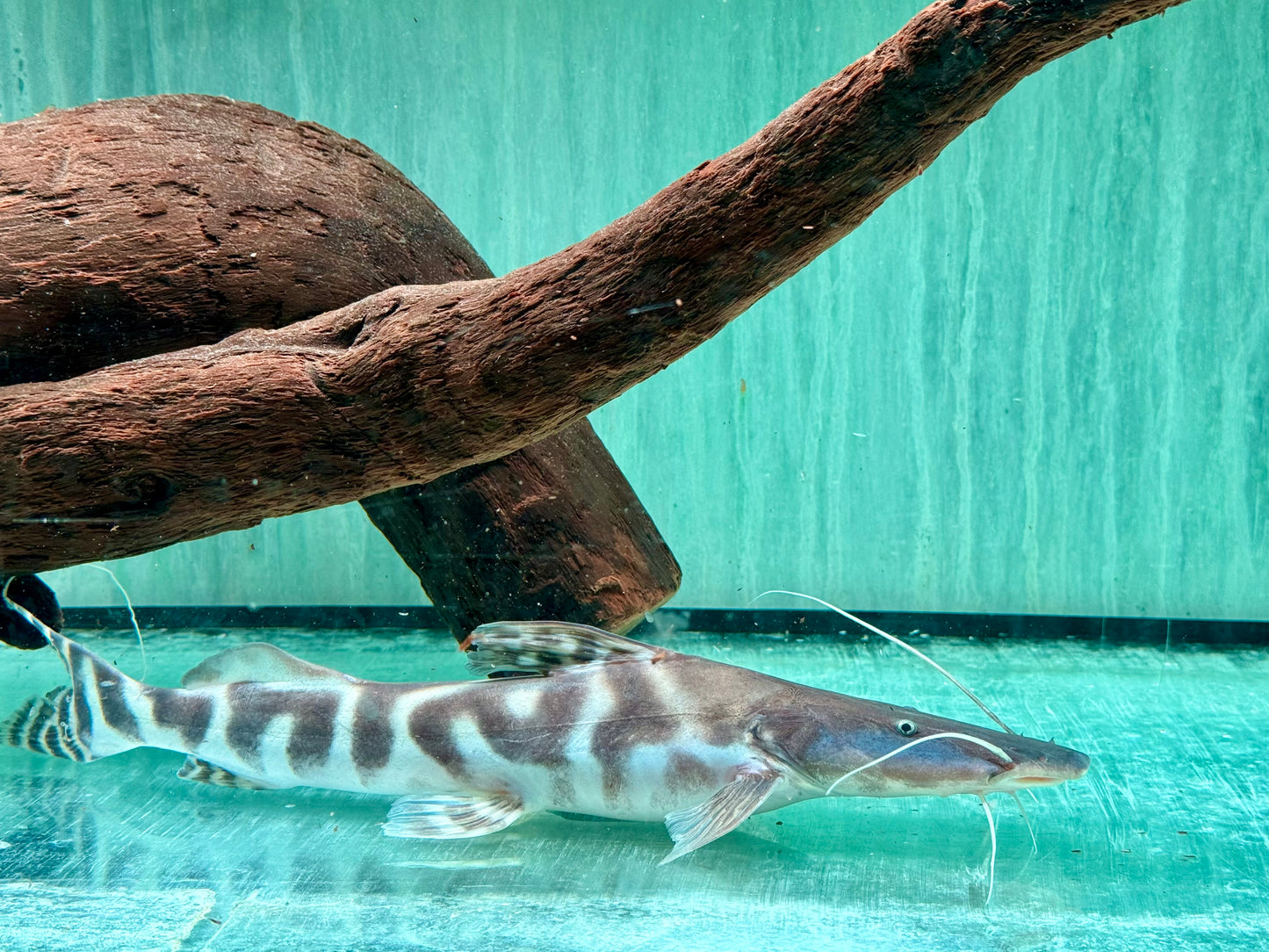 Brachyplatystoma I Merodontotus tigrinum 35 cm