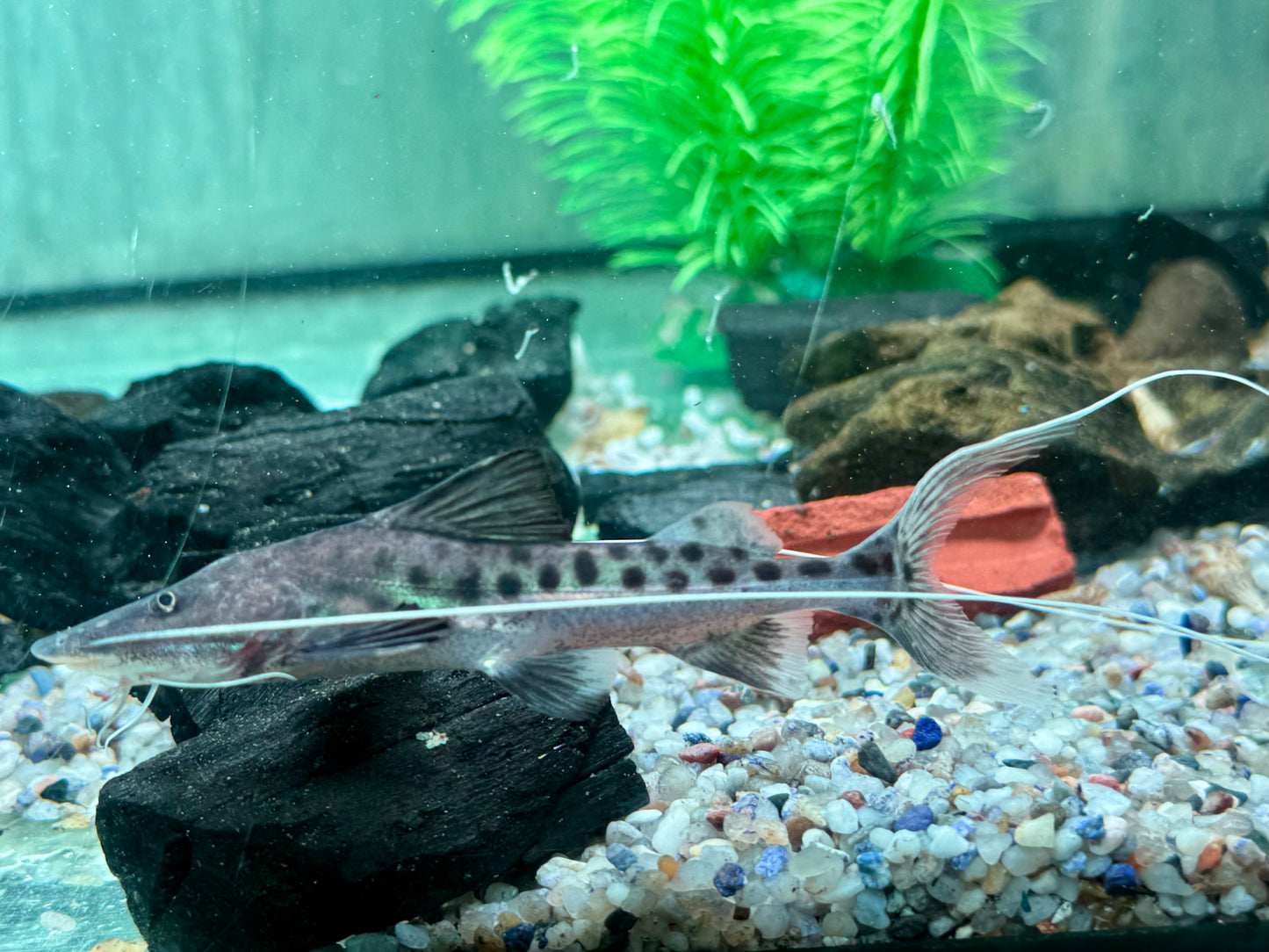 Brachyplatystoma capapretum 8-10 cm