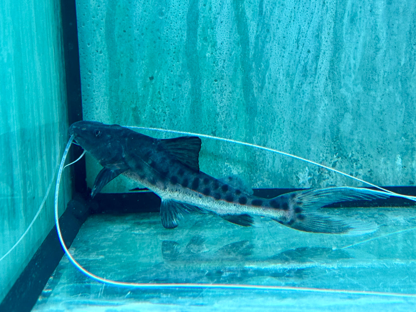 Brachyplatystoma capapretum 8-10 cm