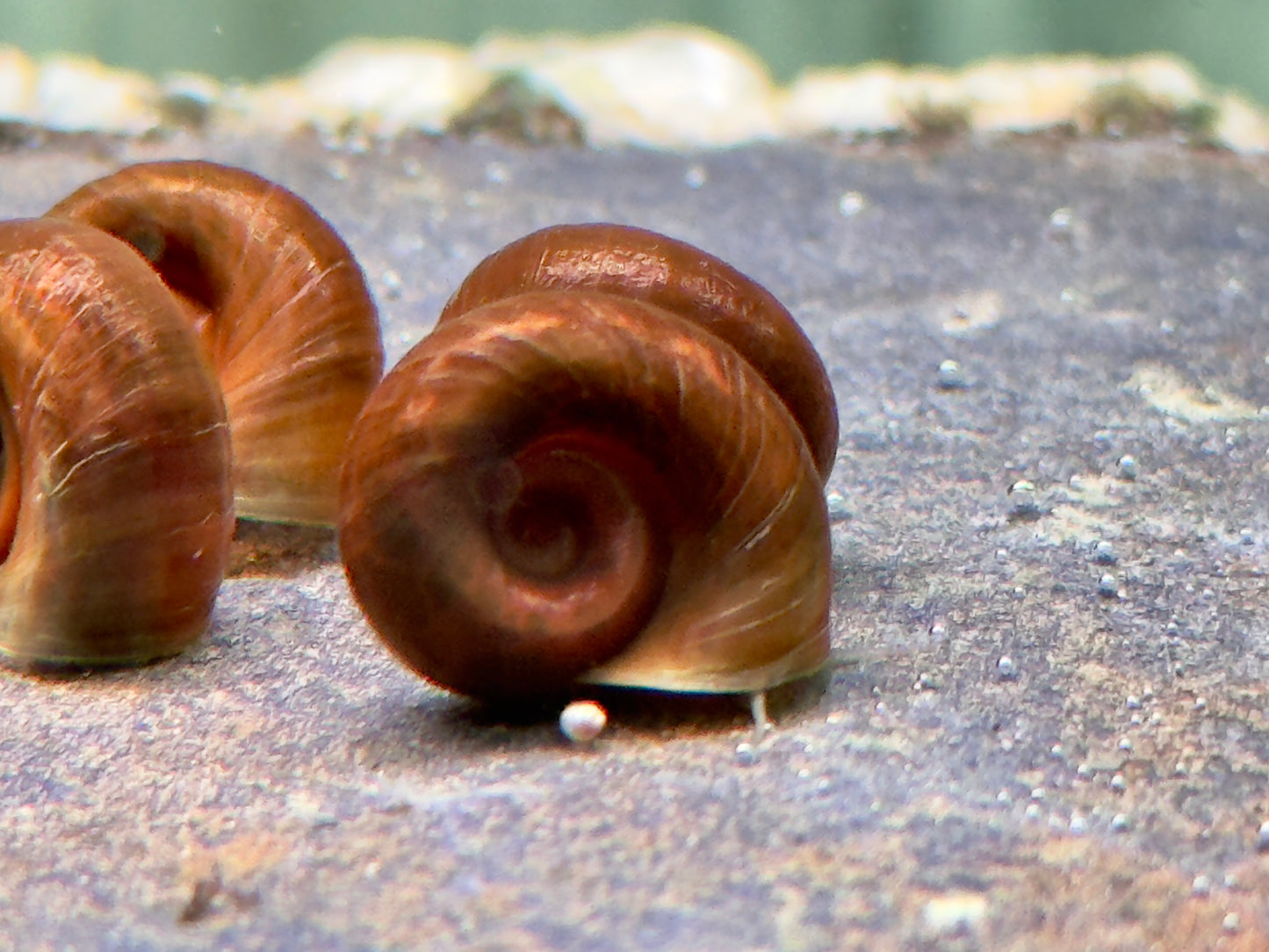 Braune Posthornschnecke Planorbella duryi