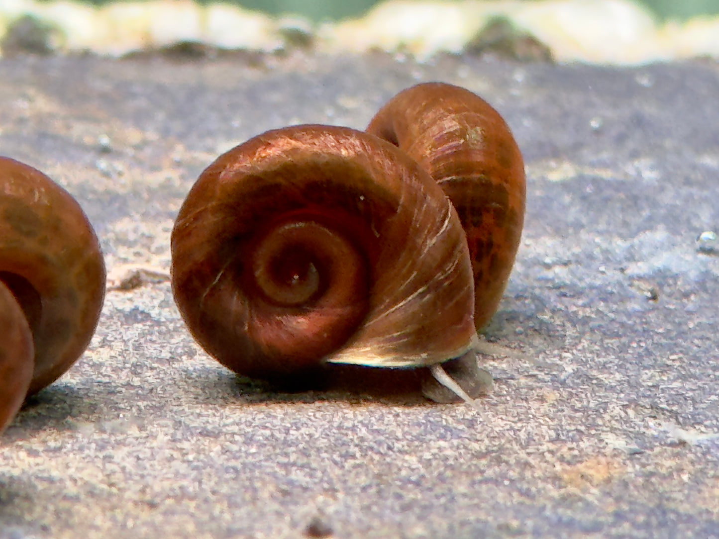 Braune Posthornschnecke Planorbella duryi