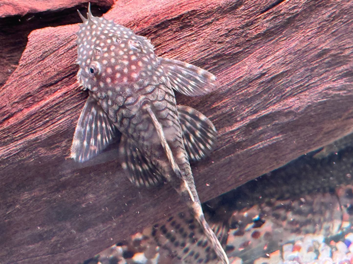 Brauner Antennenwels Ancistrus sp. 5-7cm