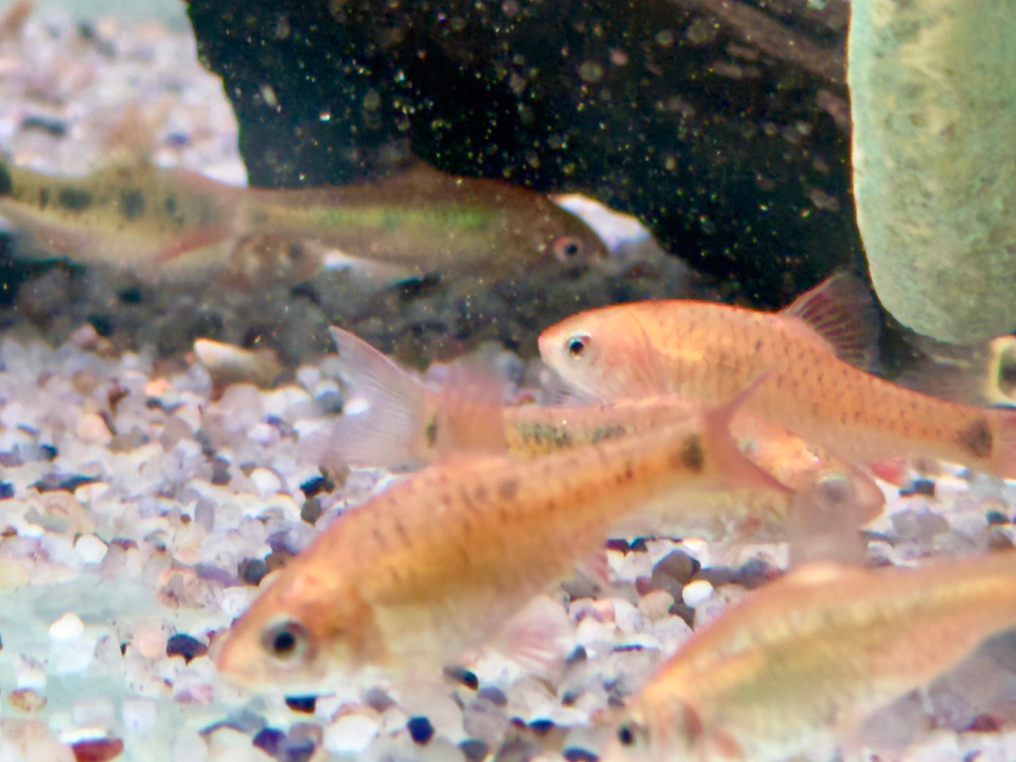 Brokatbarbe Puntius semifasciolatus