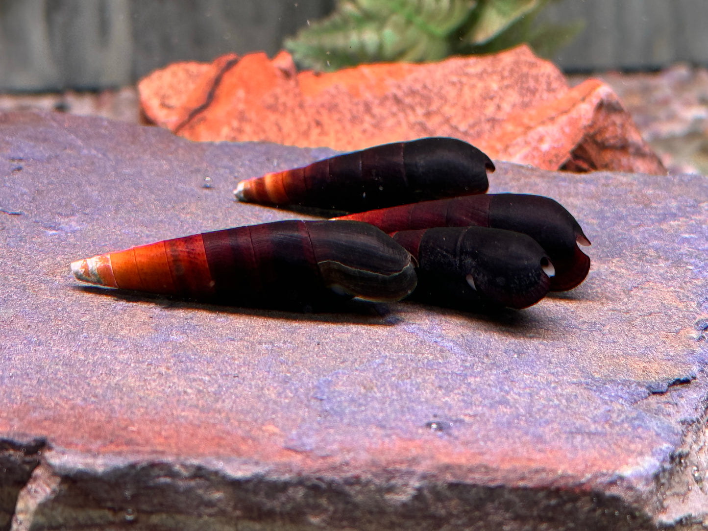Cappuccinoschnecke Faunus ater