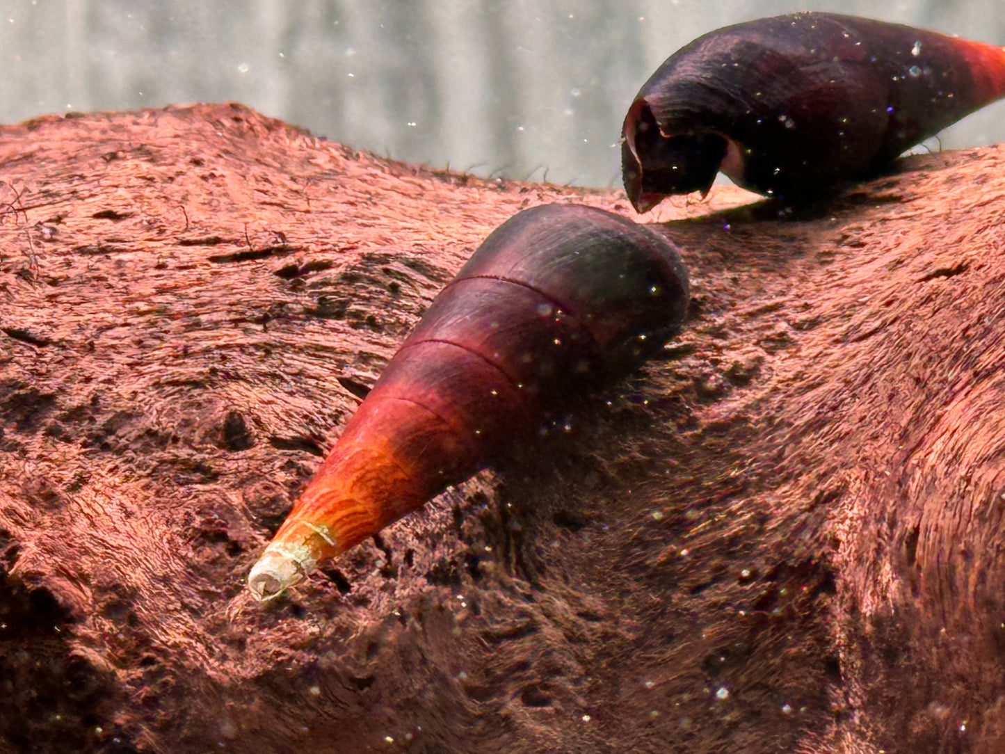 Cappuccinoschnecke Faunus ater