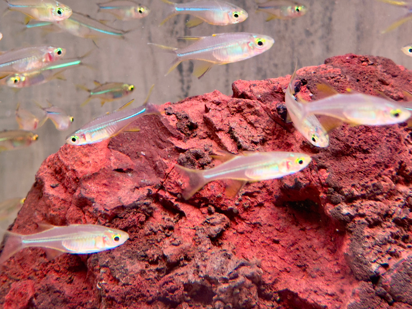 Celebes Sonnenstrahlfisch Marosatherina ladigesi L-XL