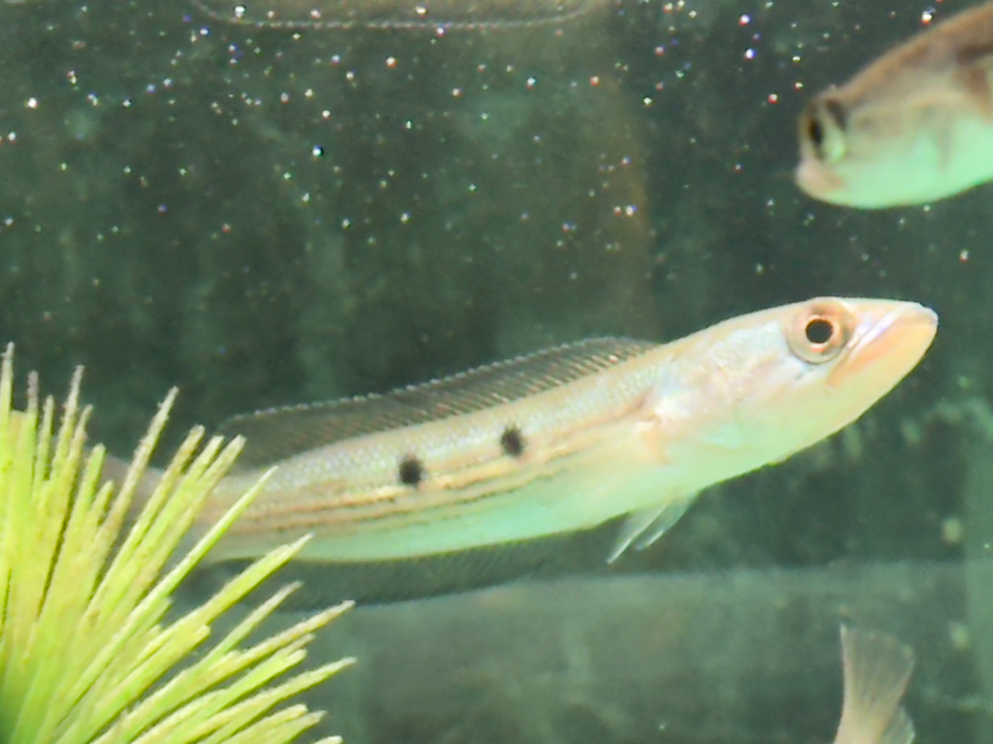 Augenfleck Schlangenkopffisch Channa pleurophthalma