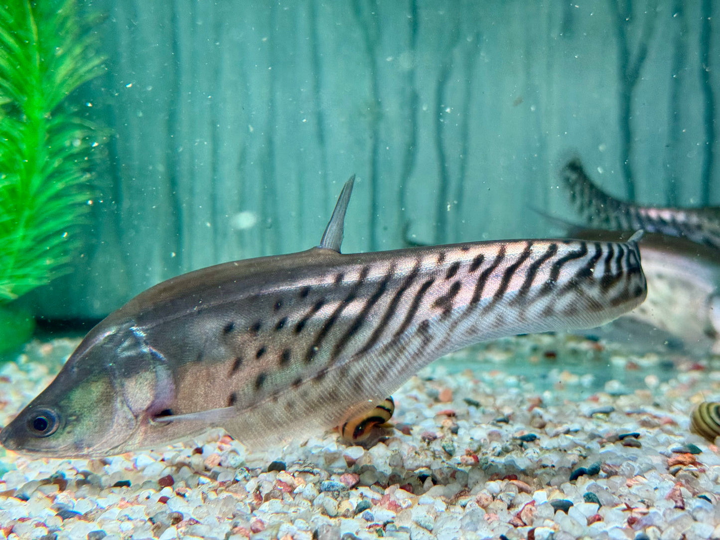 Clown Messerfisch Chitala blanci 16-20 cm