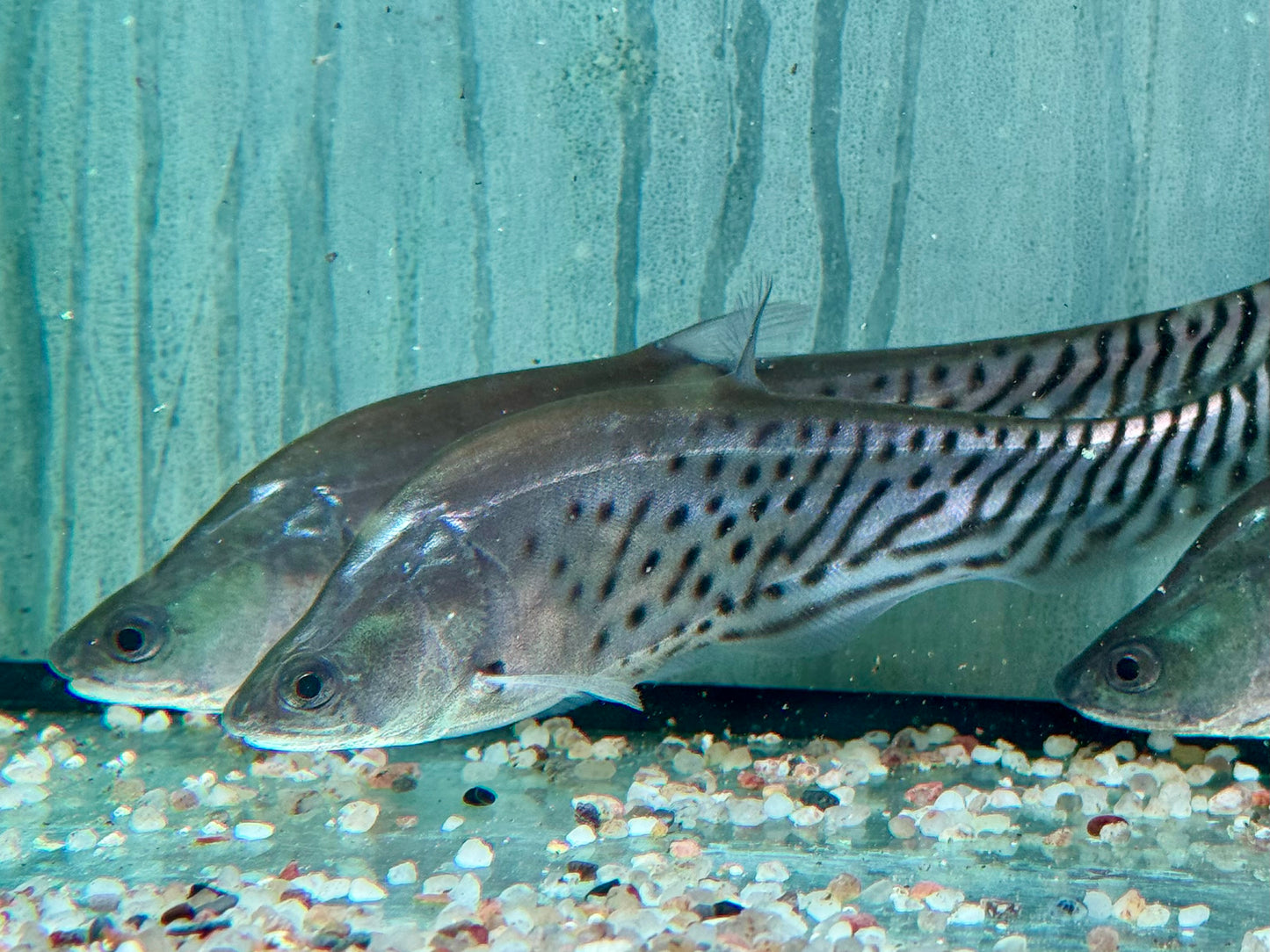 Clown Messerfisch Chitala blanci 16-20 cm