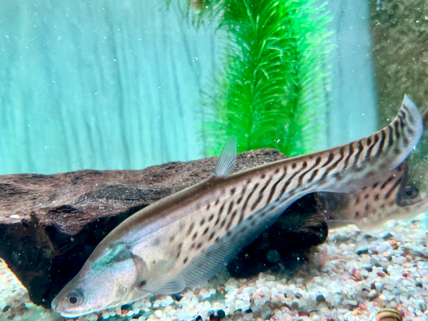 Clown Messerfisch Chitala blanci 16-20 cm
