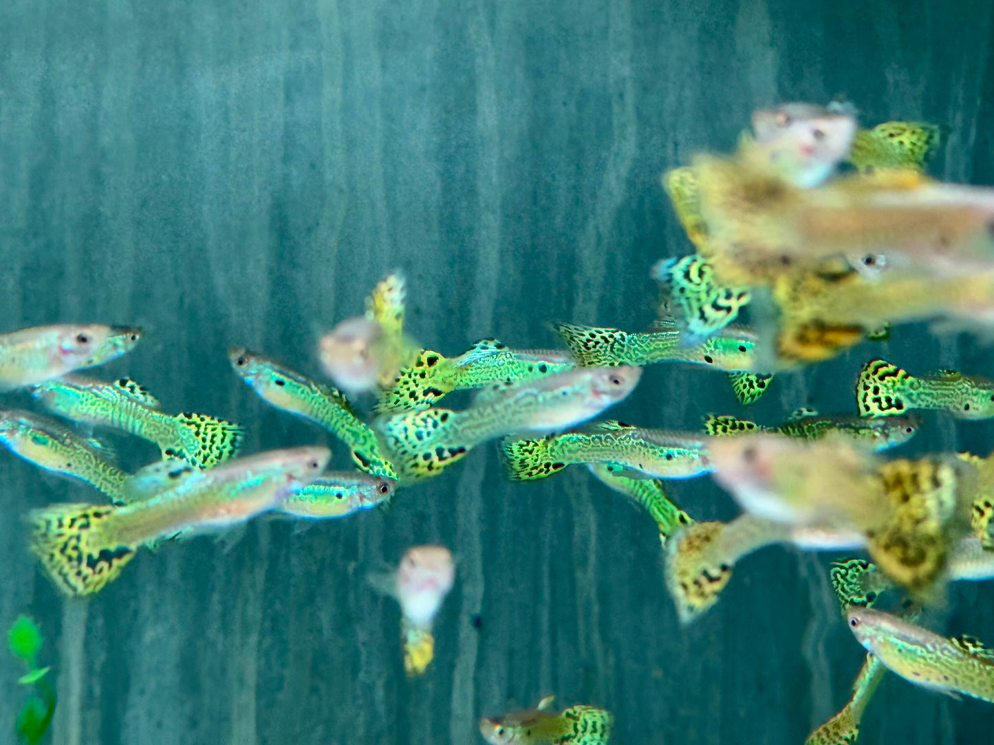 Cobra Green Guppy Poecilia reticulata Männchen