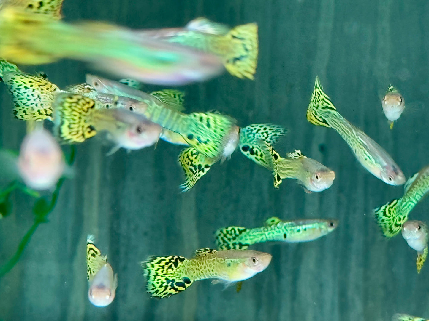 Cobra Green Guppy Poecilia reticulata Männchen