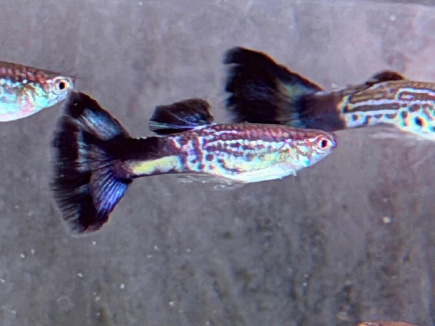 Cobra blau Guppy Poecilia reticulata Männchen