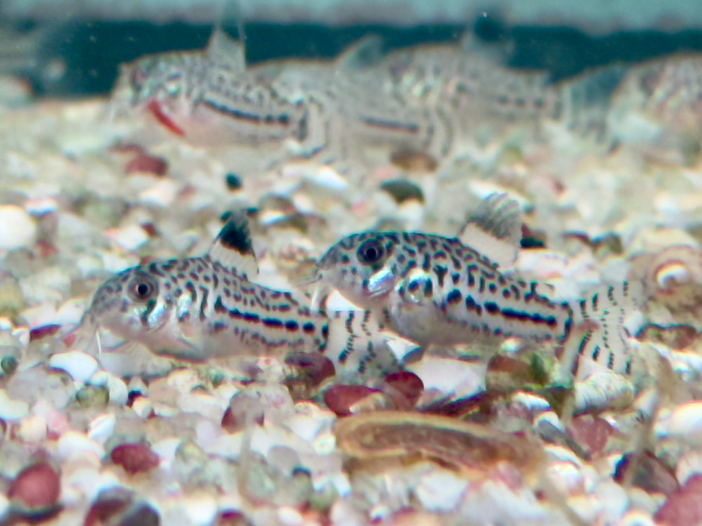 Dreibinden Panzerwels Corydoras Hoplisoma trilineatum