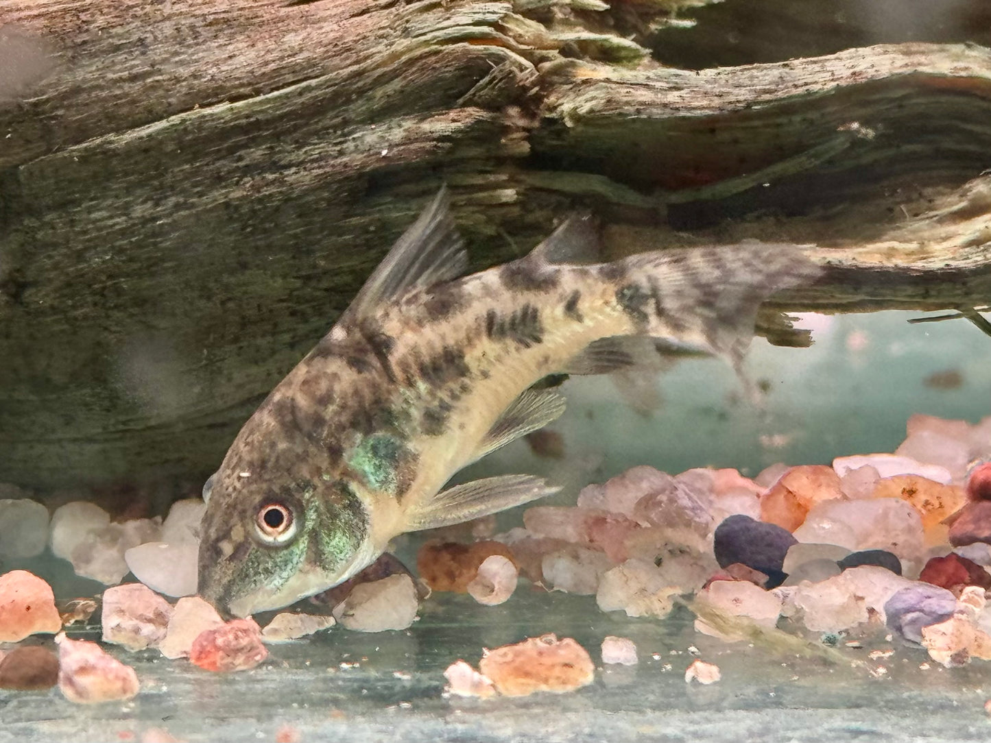Marmorierter Panzerwels Corydoras paleatus