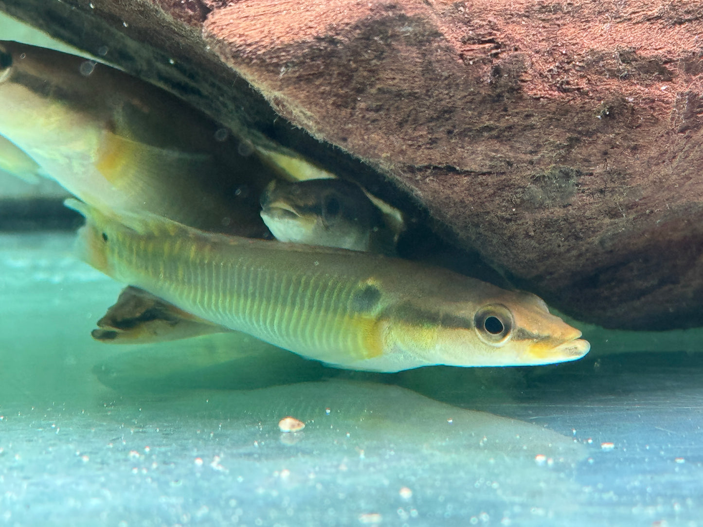 Hechtbuntbarsch Crenicichla zebrina 10-13 cm