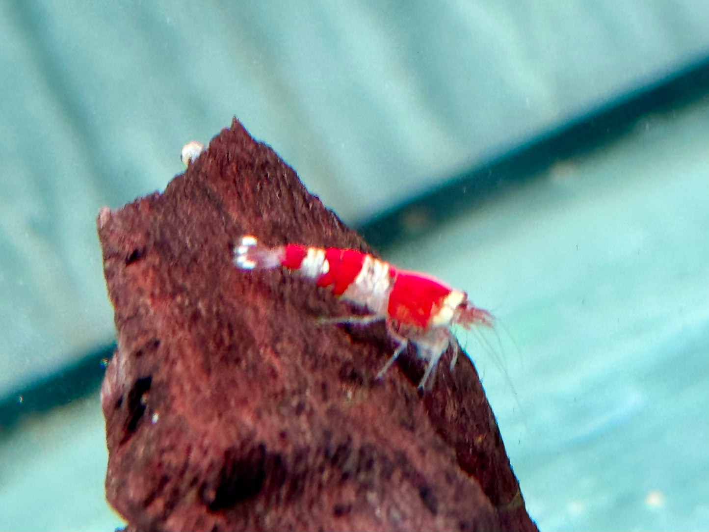 Crystal Red Garnele Caridina logemanni