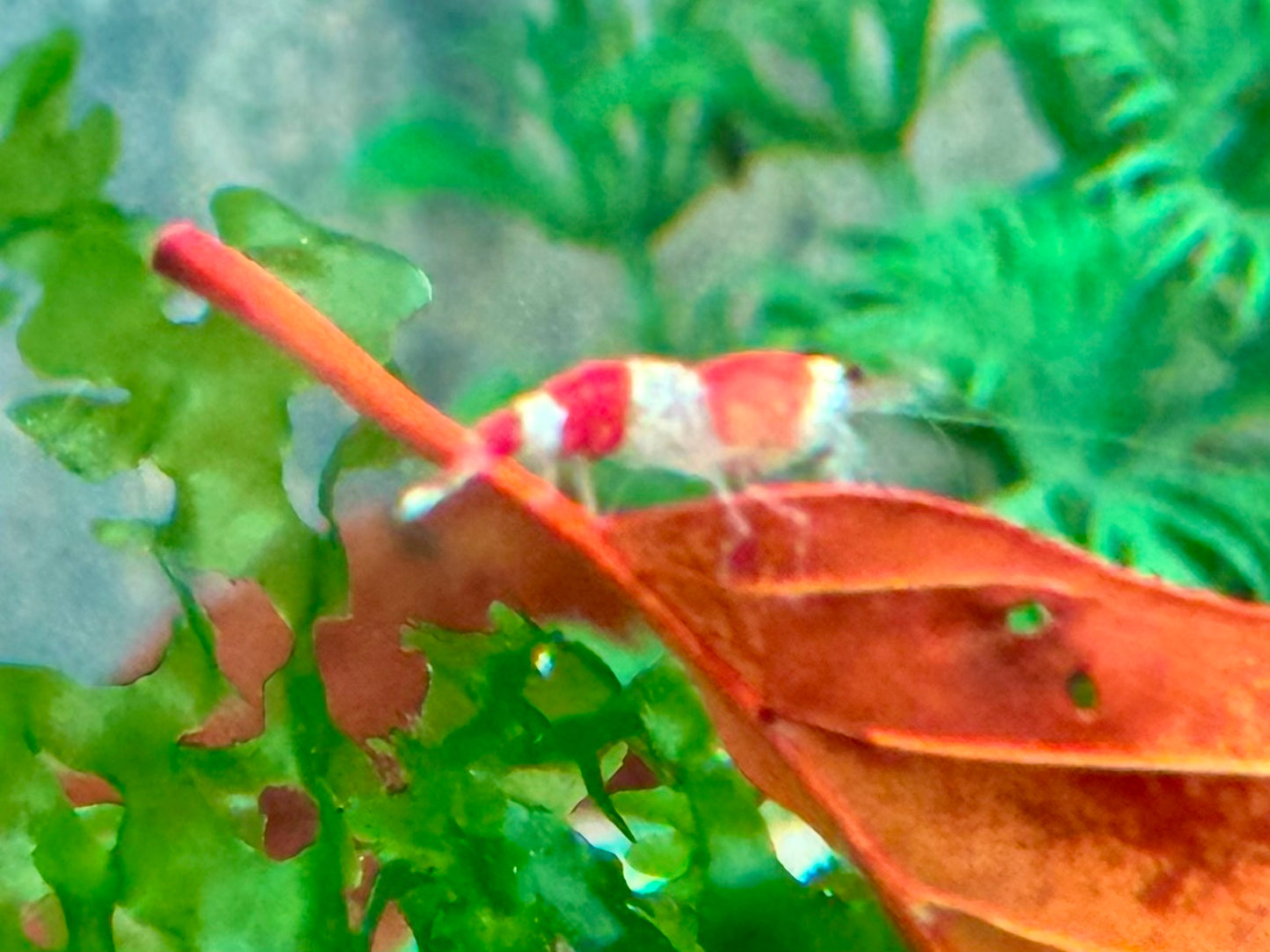 Crystal Red Garnele Caridina logemanni
