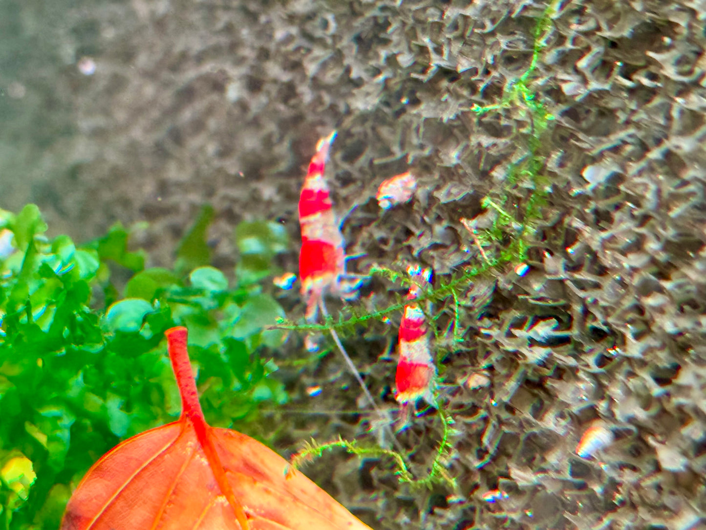 Crystal Red Garnele Caridina logemanni