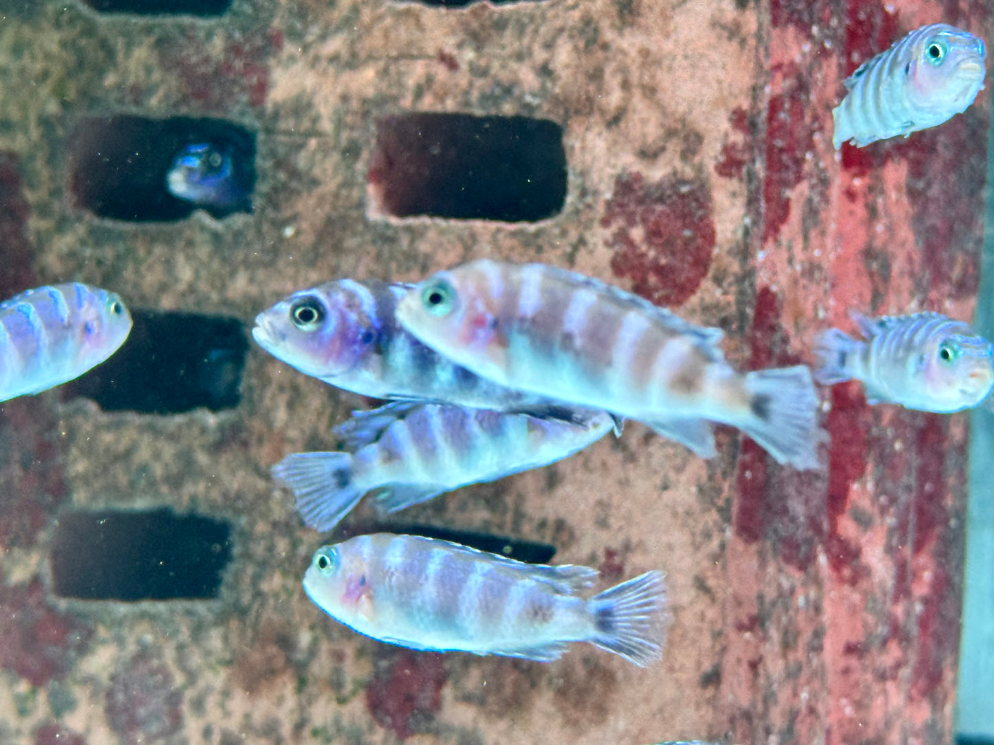 Demasons Maulbrüter Pseudotropheus demasoni