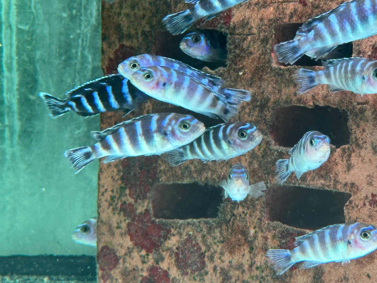 Demasons Maulbrüter Pseudotropheus demasoni