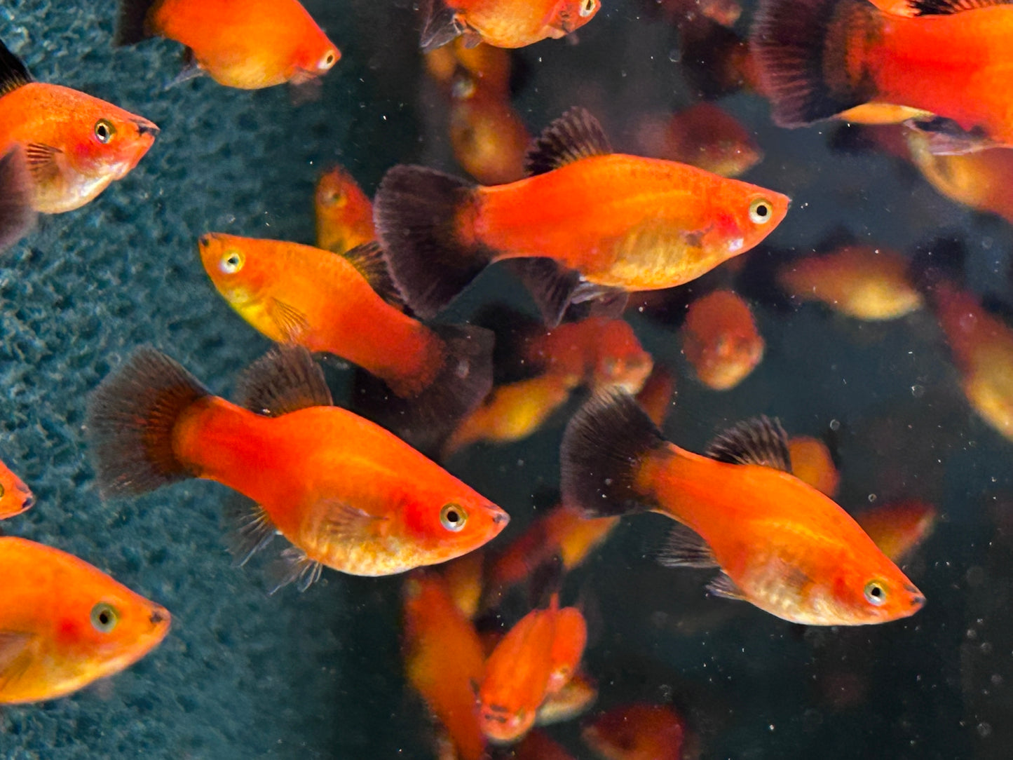 Deutschland BRD Platy Xiphophorus maculatus